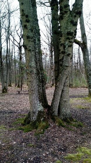 Arbres po